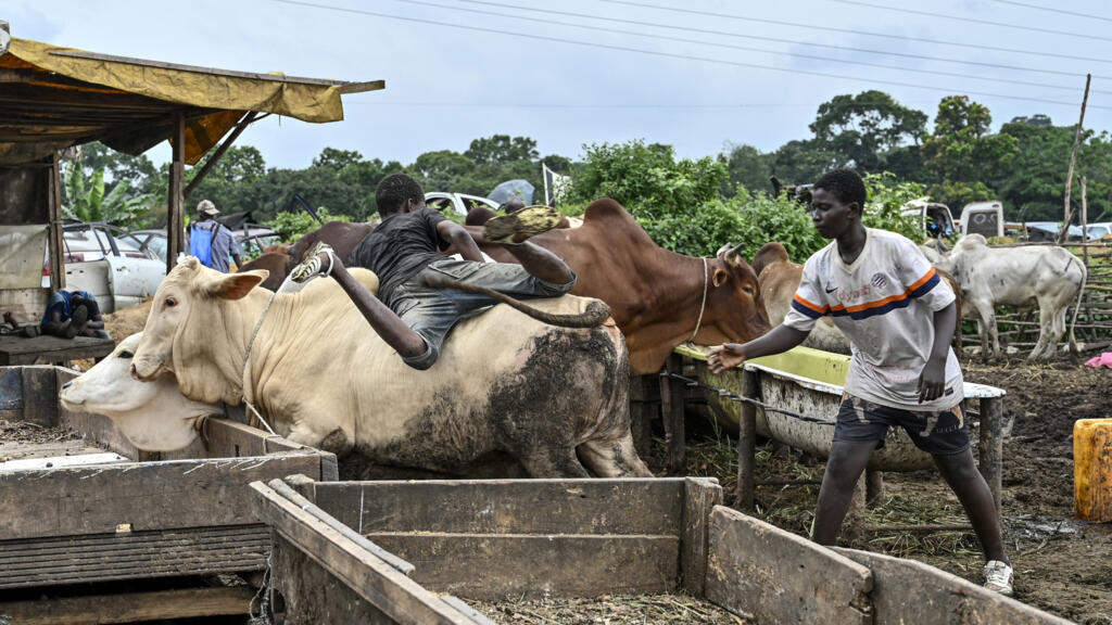 Deux jeunes garçons à un marché aux bestiaux à Abidjan, en amont des festivités de la Tabaski (image d'illustration).