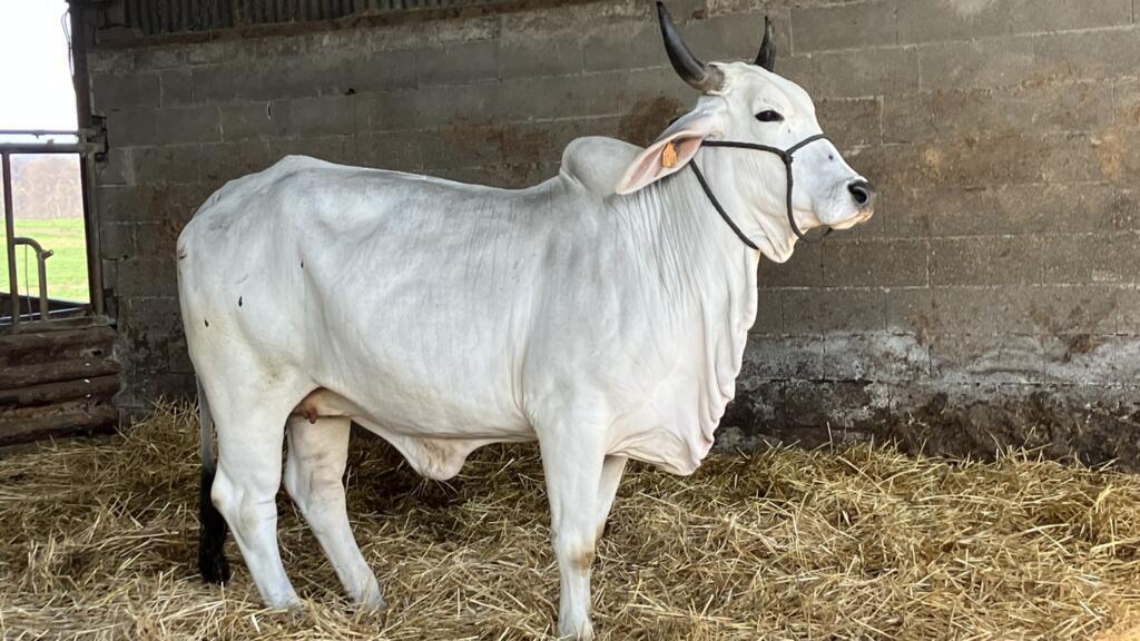 «Biguine», la vache qui devait représenter la race ultramarine Brahman au Salon de l'agriculture