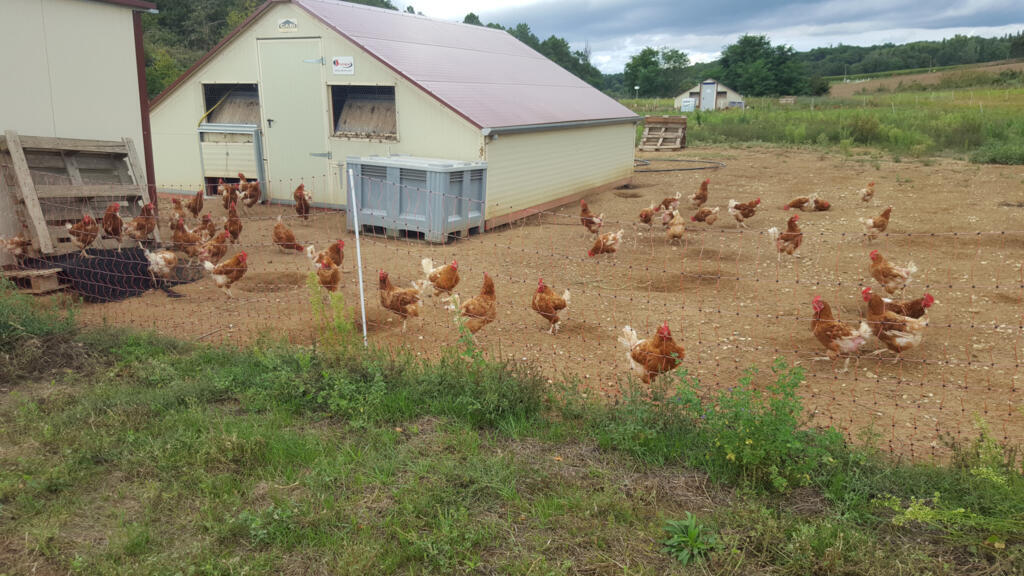 Poules pondeuses de la race Isa Brown.