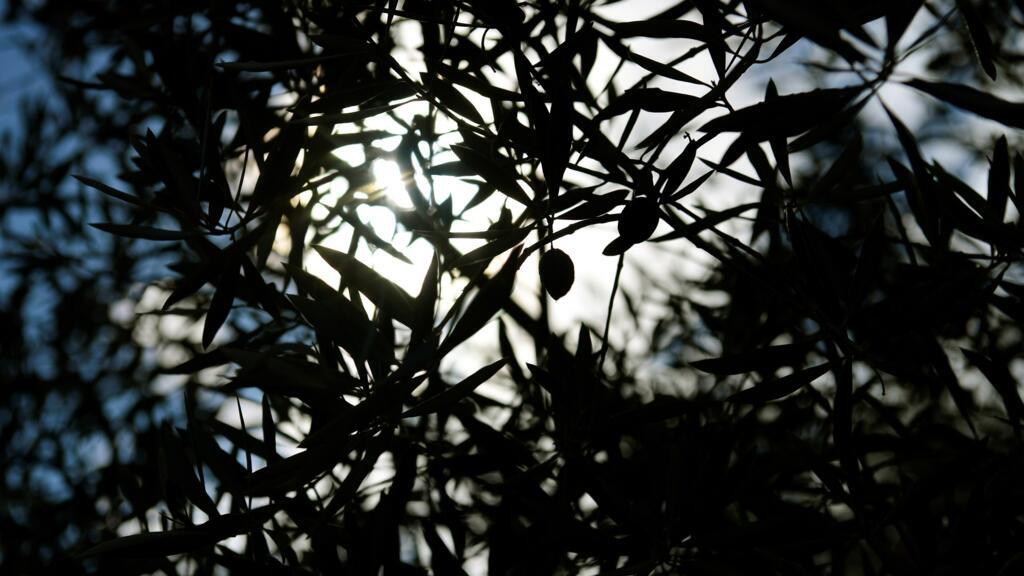 Măslinii seculari ai Spaniei, amenințați de numărul în creștere al parcurilor solare