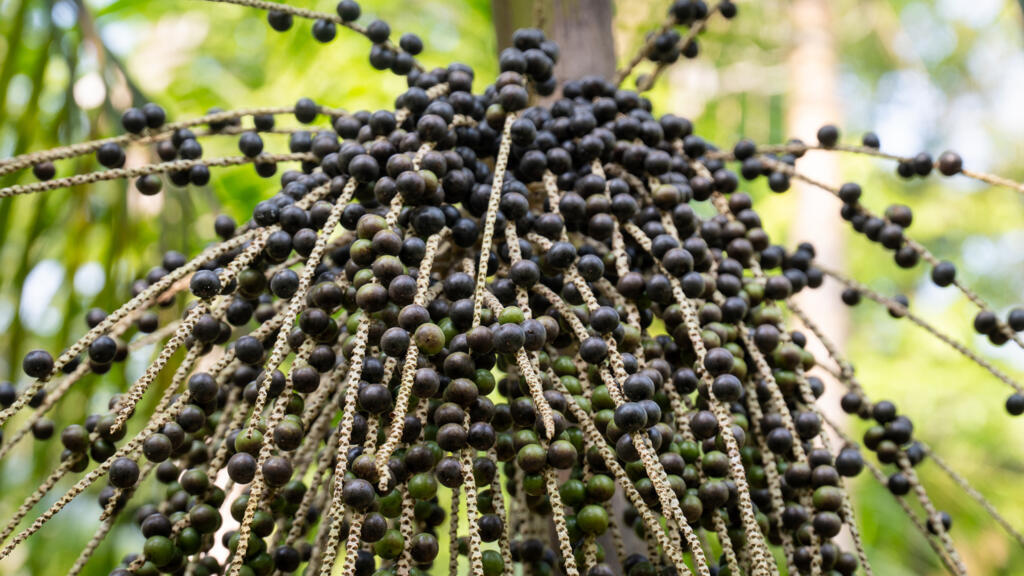 Belle grappe de baies d’açaï fraîches dans une ferme dans la forêt amazonienne, au Brési