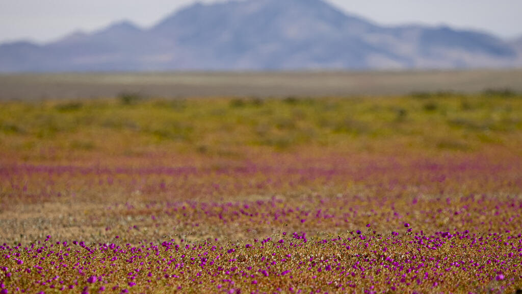 Une floraison colorée recouvre le désert d'Atacama, près de Copiapó, au Chili, le 3 octobre 2025. Ce phénomène, connu sous le nom de «désert fleuri», se produit certaines années lorsque les précipitations et les températures coïncident, réveillant les graines dormantes du désert.