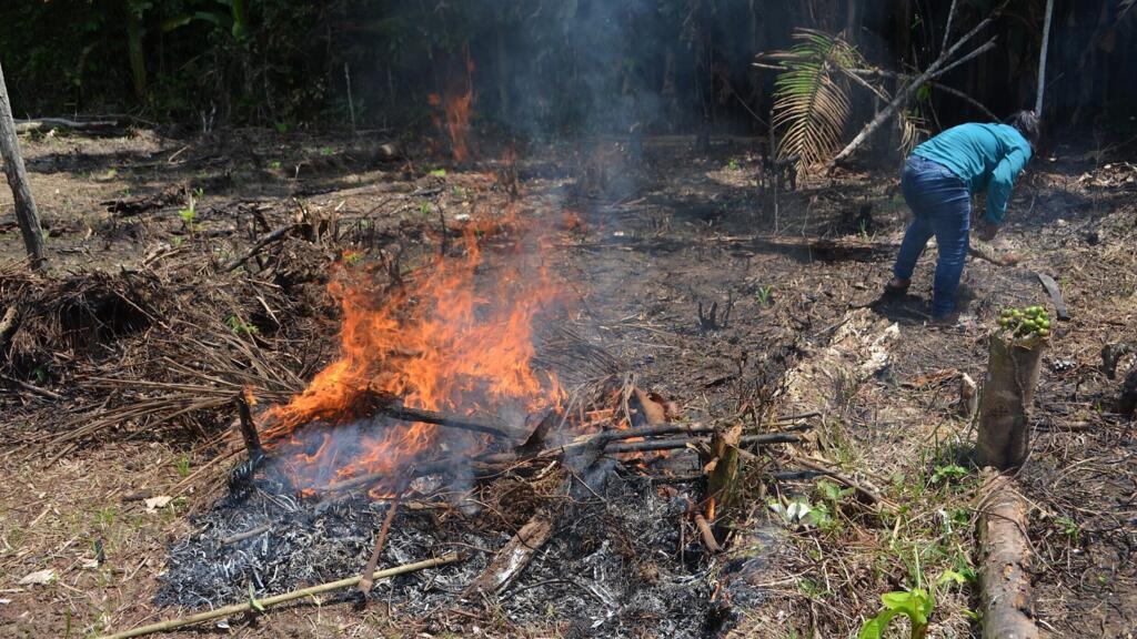 Incendie dans la forêt amazonienne, près de Leticia, provoqué par la méthode de la «Chagra» des peuples indigènes, c'est-à-dire un incendie contrôlé pour ensuite utiliser la terre pour produire des fruits et légumes.