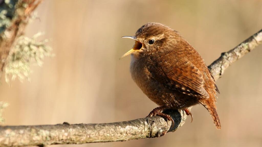 Un troglodyte mignon en pleine discussion.