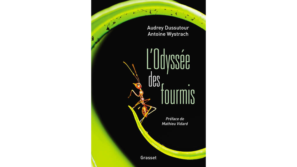 «L’odyssée des fourmis», par Audrey Dussutour et Antoine Wystrach.
