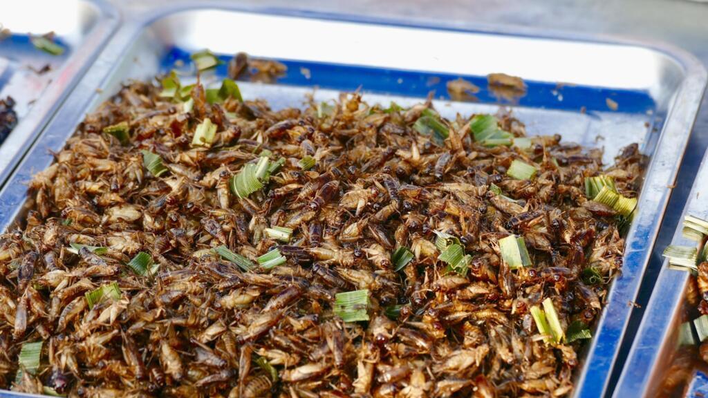 Des insectes comestibles.