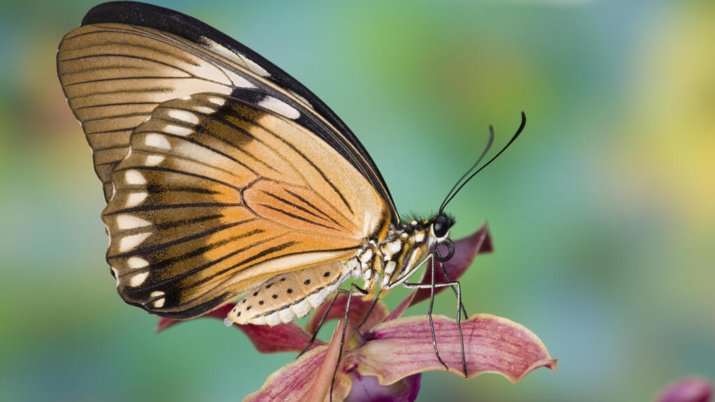 Un papillon sur une orchidée.