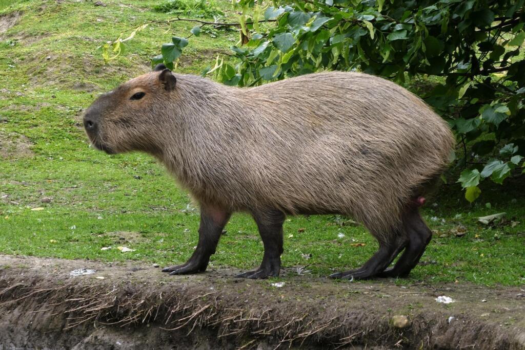 Le capybara, qui vit notamment au Brésil, est devenu une star des réseaux sociaux.