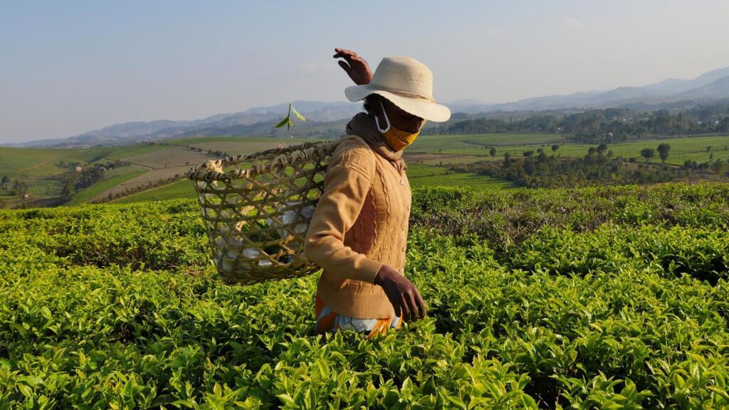 Au milieu des 400 hectares de théiers de la plantation de Sahambavy, Joséphine s'active pour effectuer ses 50kg de cueillette quotidienne. Ce sont environ 400 tonnes de thé noir qui sont exportées chaque année.
