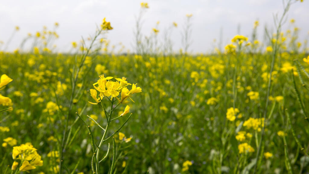 Un champ de moutarde en fleurs (image d'illustration).