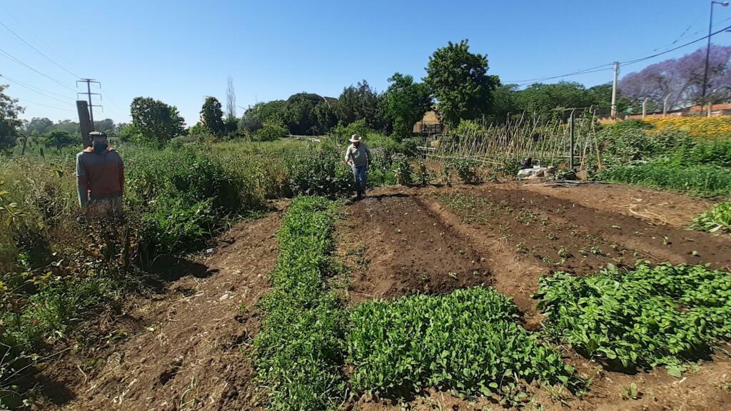 Un jardin potager communautaire à Rosario.
