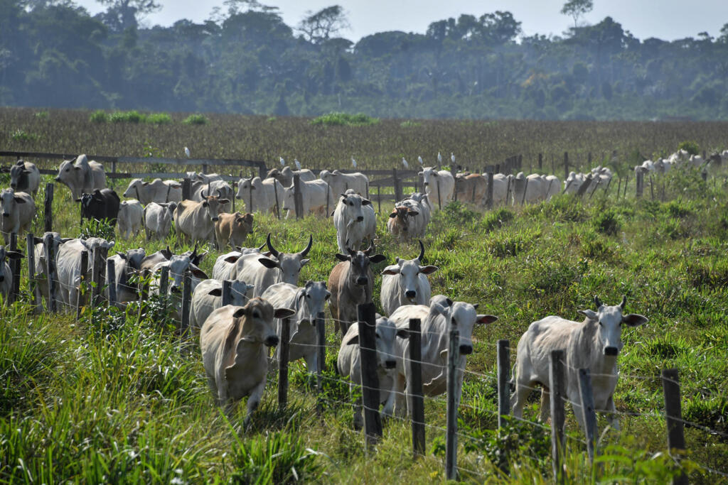 Maior parte do desmatamento da Amazônia ocorre para dar lugar a pastagens de gado.