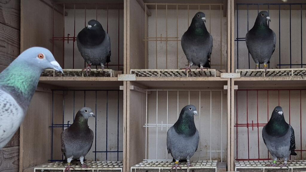 Les pigeons voyageurs, des oiseaux aux performances de haut niveau