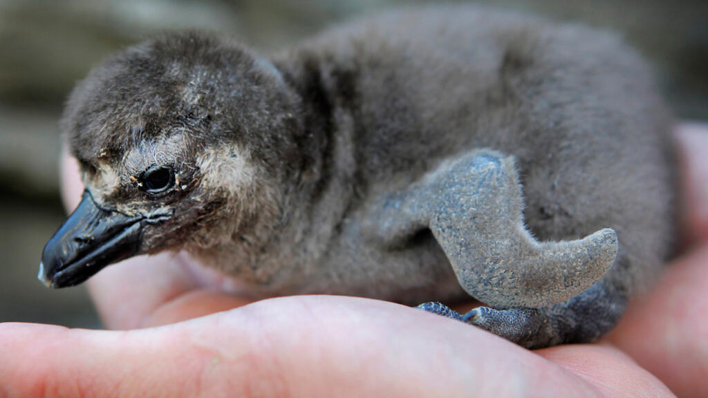 Un manchot du Cap âgé de 14 jours, au Sunshine Aquarium de Tokyo. Cette espèce est menacée et sa population a brutalement baissé. (Image d'illustration)
