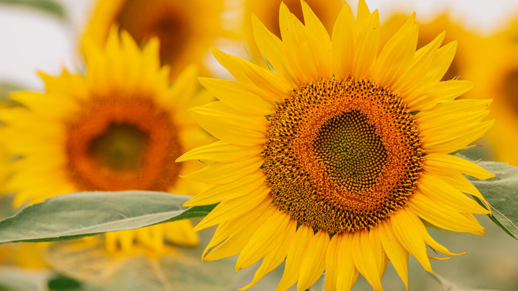 L'huile de tournesol reste cher après une récolte qui s'annonce encore maigre