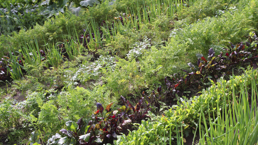 Potager.