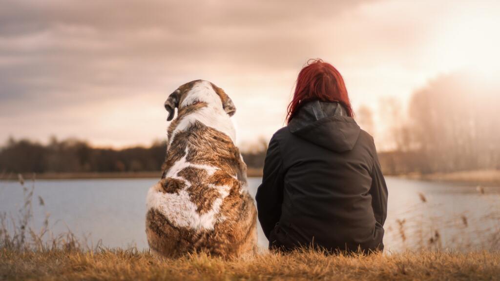 Comment expliquer l'impact positif des animaux sur les humains ?