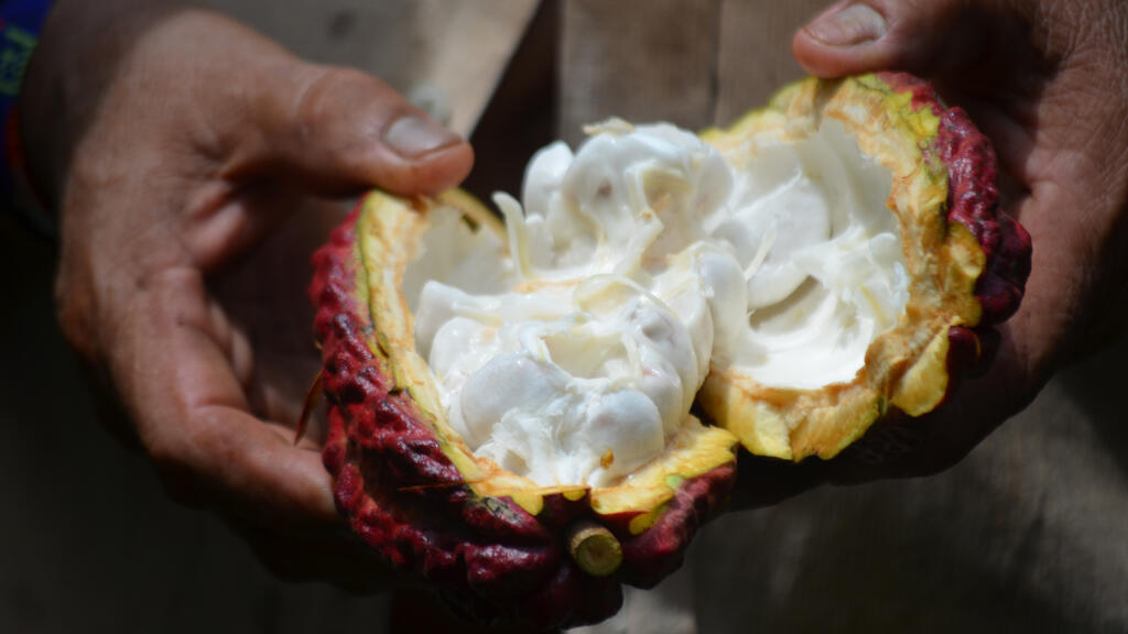 Cacao colombien.
