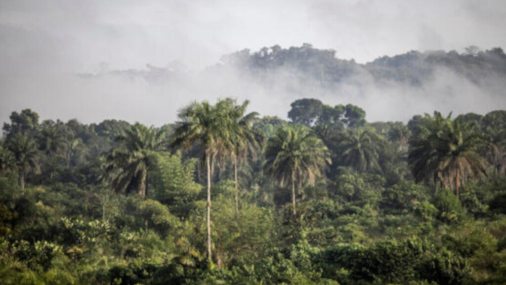 La forêt de Bopolu, au Liberia, en novembre 2021.