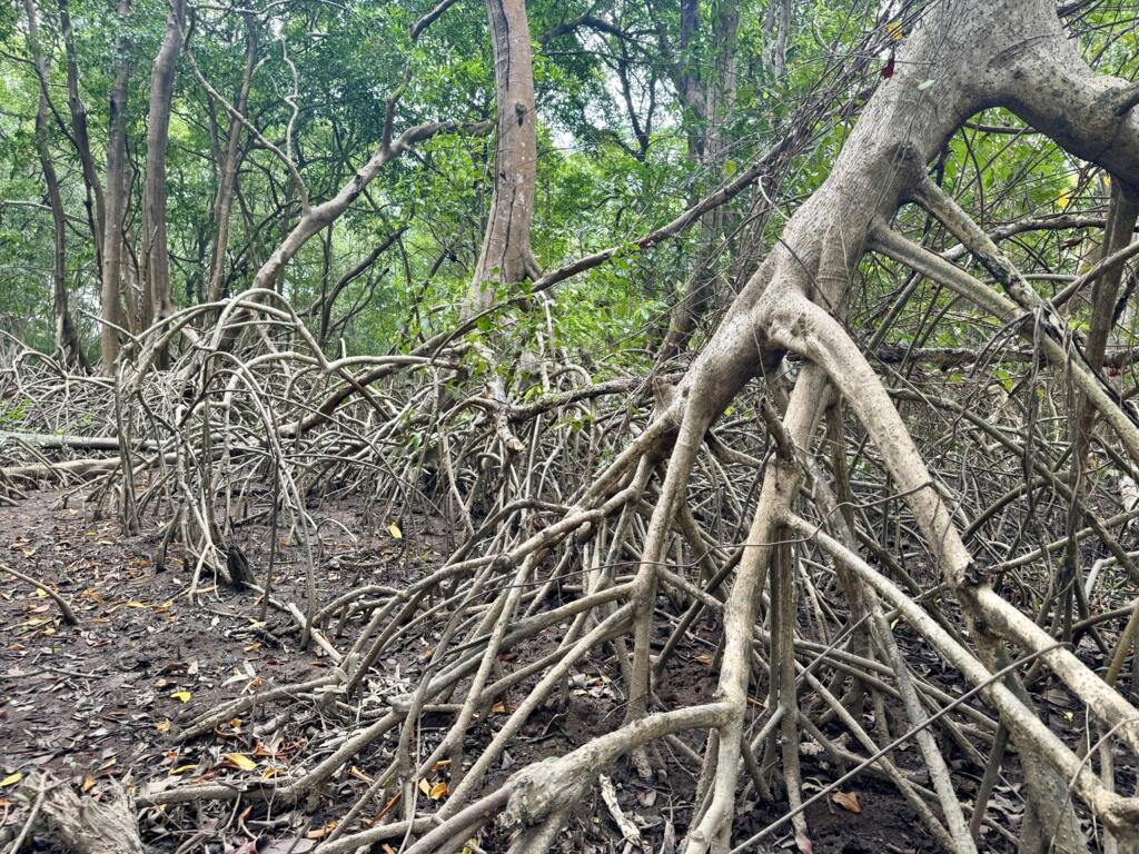 Catástrofe ambiental em zonas úmidas e pantanosas é quase irreversível.