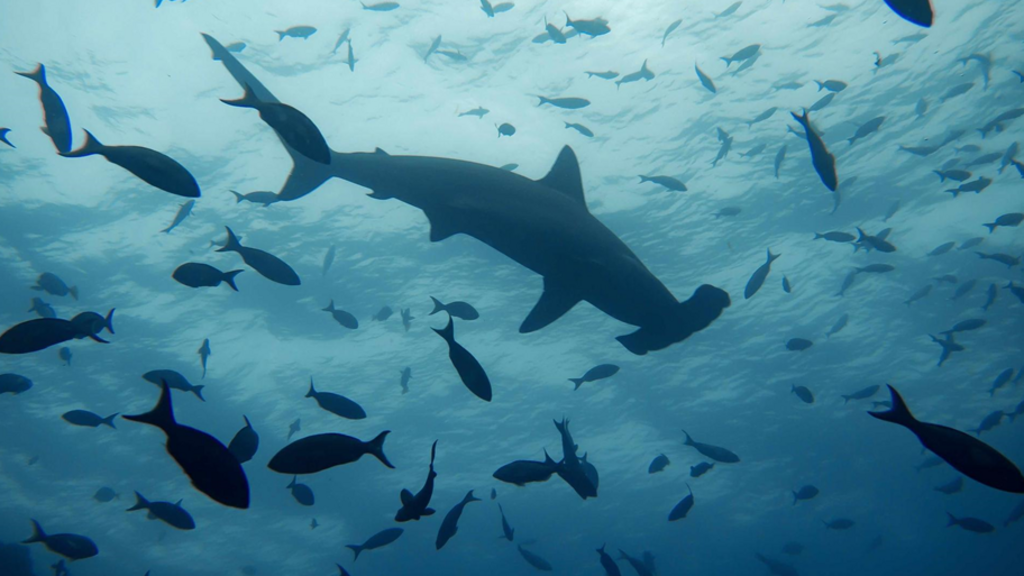 Protección de los tiburones: países pesqueros del ICCAT logran algunos avances