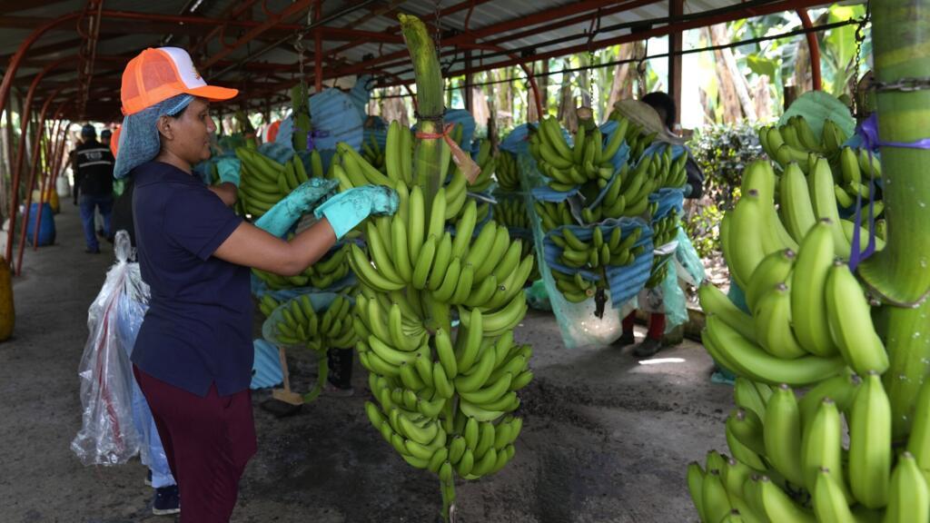 A worker starts the job of sorting out bunches of bananas shortly after harvest at a packing plant in Los Rios, Ecuador, Tuesday, August 15, 2023. (