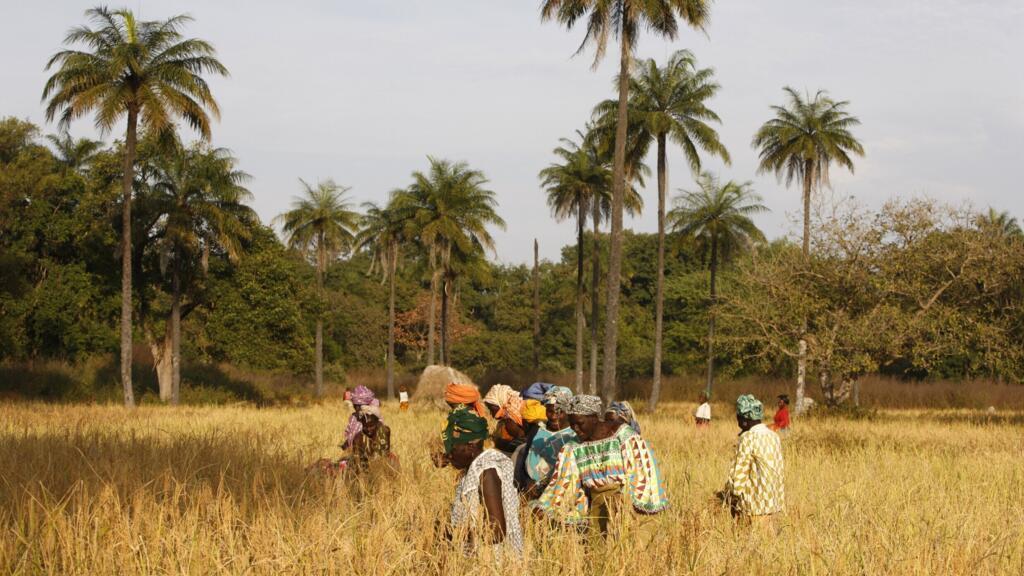 Culture du riz, Bignola, au Sénégal.