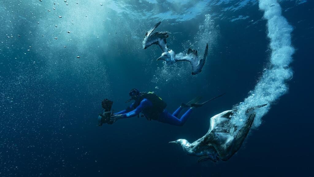 Pour pêcher les sardines, les fous du Cap plongent tête la première au ras des plongeurs.