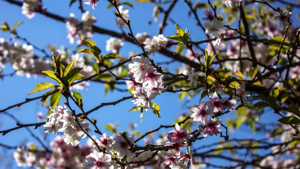 Un arbre en fleur, dans un jardin de Paris, au début du printemps.