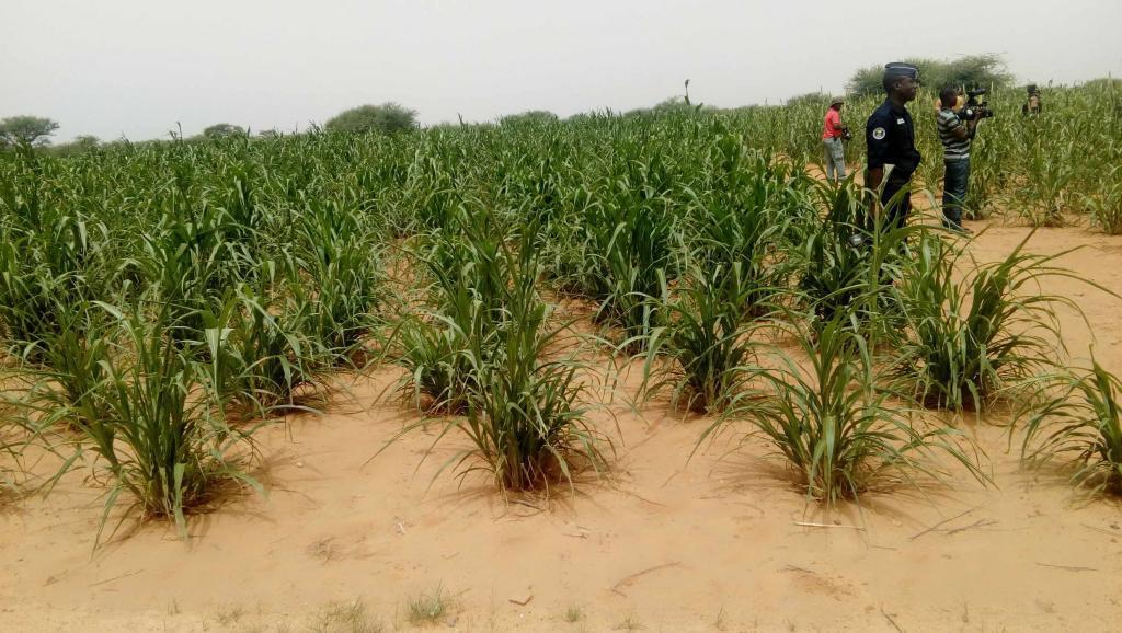 Un champ de céréales dans le village de Diomga, province de l’Oudalan, région du Sahel, au Burkina Faso.