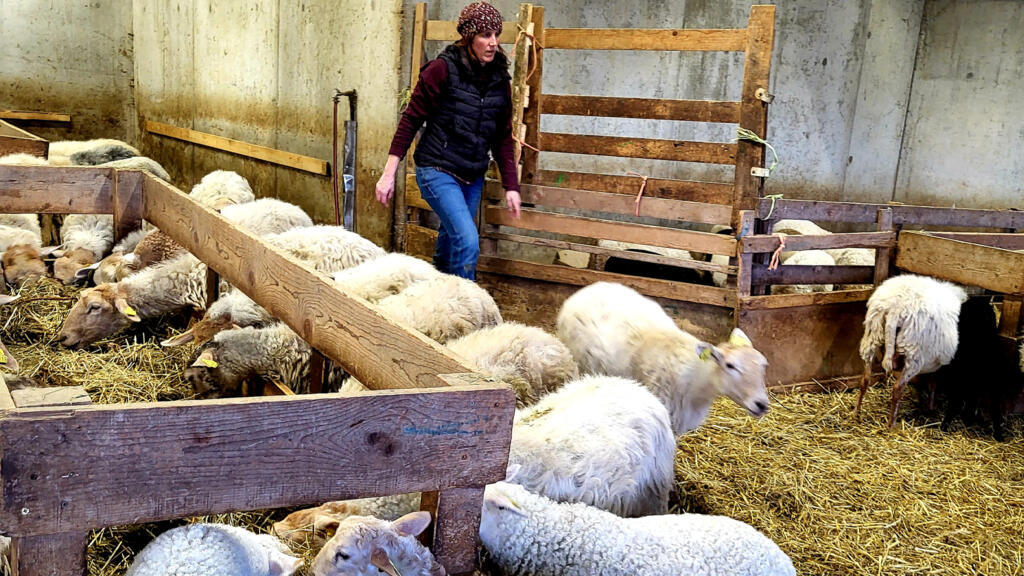 Noémie Lachenal, éleveuse de brebis bio en Haute-Savoie.