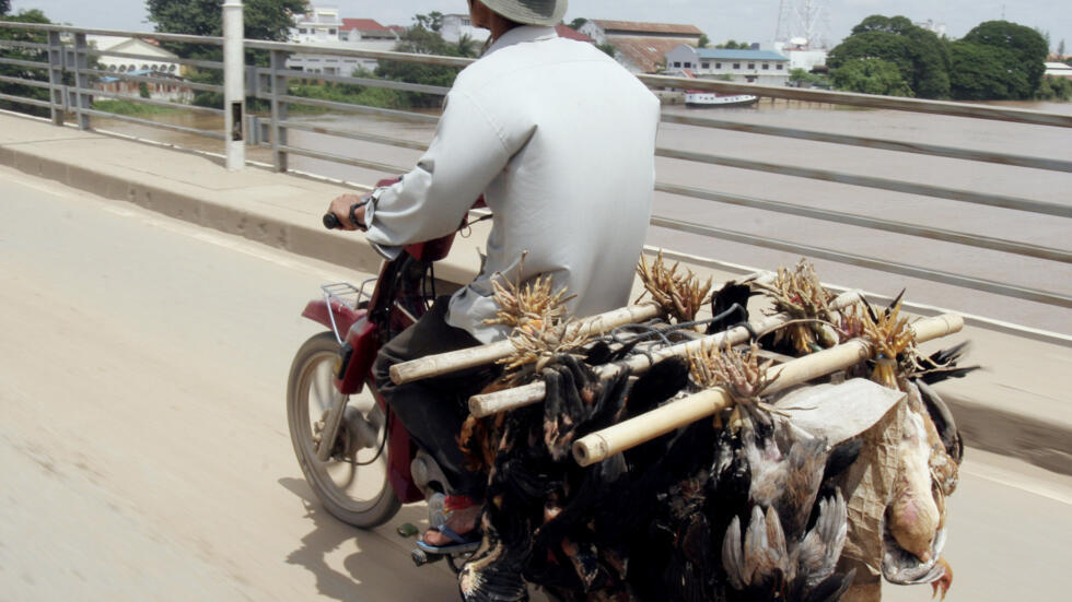 រូបតំណាង៖ ក្រសួងសុខាភិបាល៖ ស្ត្រីម្នាក់នៅខេត្តកំពតមានជំងឺផ្តាសាយបក្សី