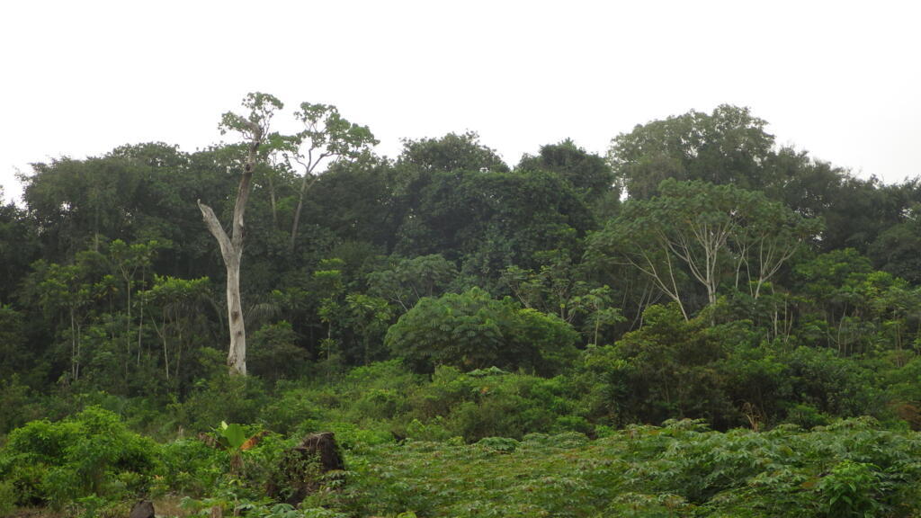 La forêt des Marais Tanoé-Ehy (Côte d'Ivoire).