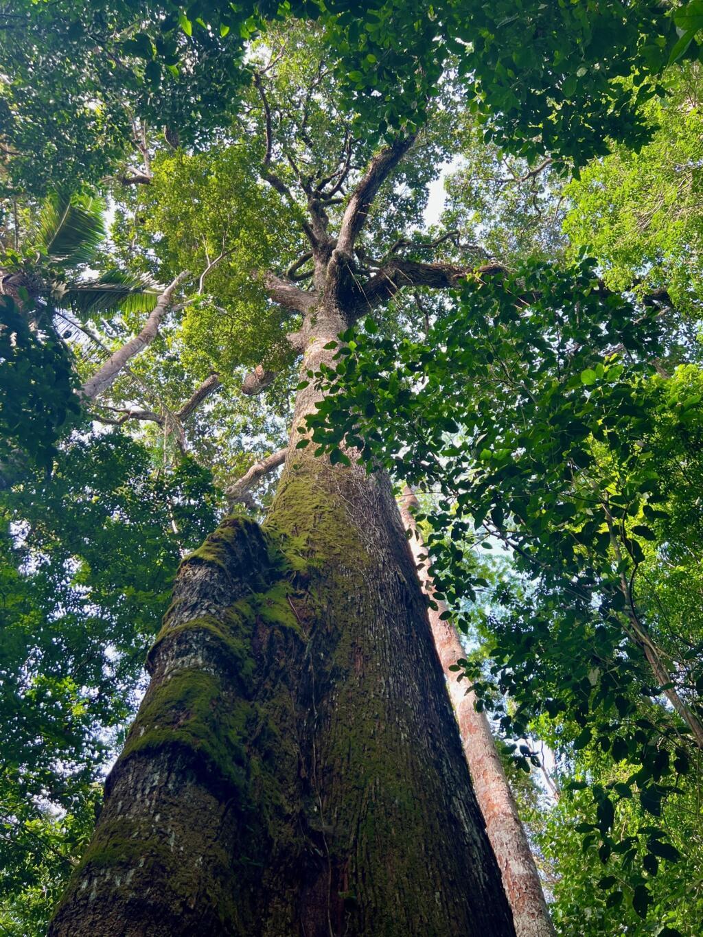 Castanheira é uma das árvores típicas da Amazônia no Pará, mas a falta de chuva faz com que os ouriços não desenvolvam o suficiente para produzir castanha, carro-chefe da alimentação tradicional.