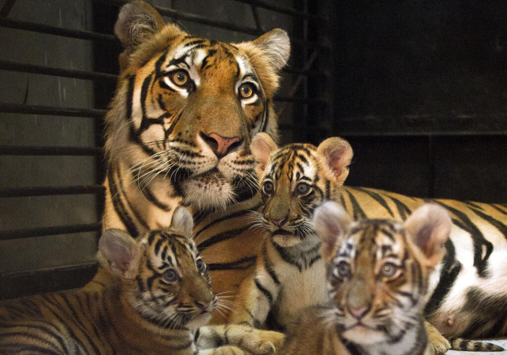 Polly, une tigresse du Bengale de six ans, est assise avec ses nouveaux petits au zoo Jungle World à Rawalpindi, au Pakistan, le mardi 9 août 2011. (Image d'illustration)