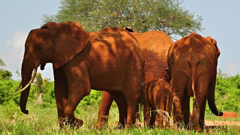 Tsavo East National Park – part of the Tsavo Conservation Area – is home to nearly 15,000 elephants.