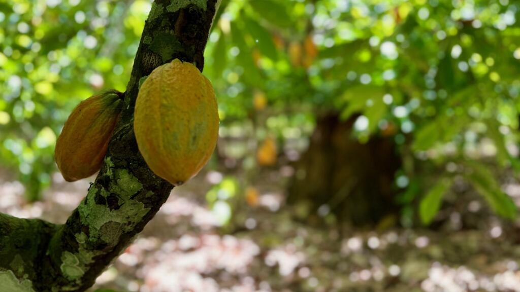 Manejo adequado, sob a copa de árvores nativas da Amazônia, favorece cultivo do cacau.