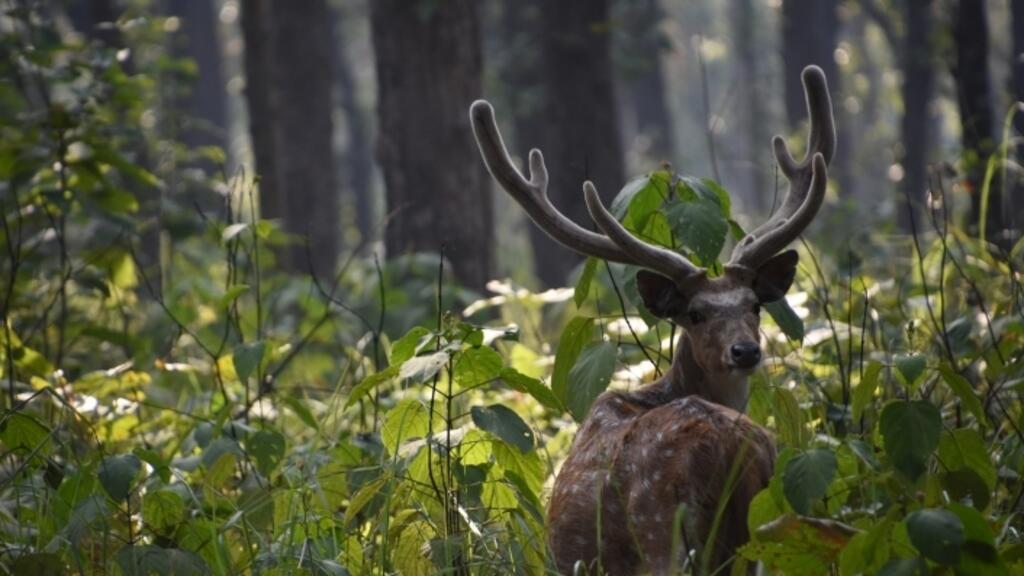 Restaurer la nature. (Image d'illustration).