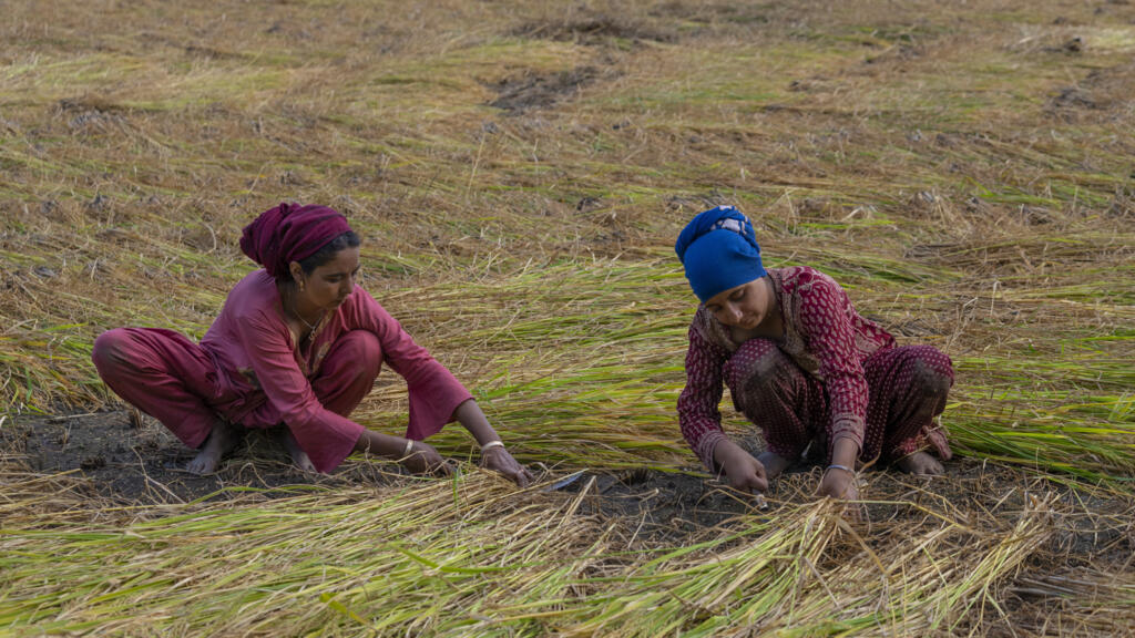 Les Cachemiris récoltent du paddy dans un champ de riz à la périphérie de Srinagar, Cachemire sous contrôle indien. (Image d'illustration)
