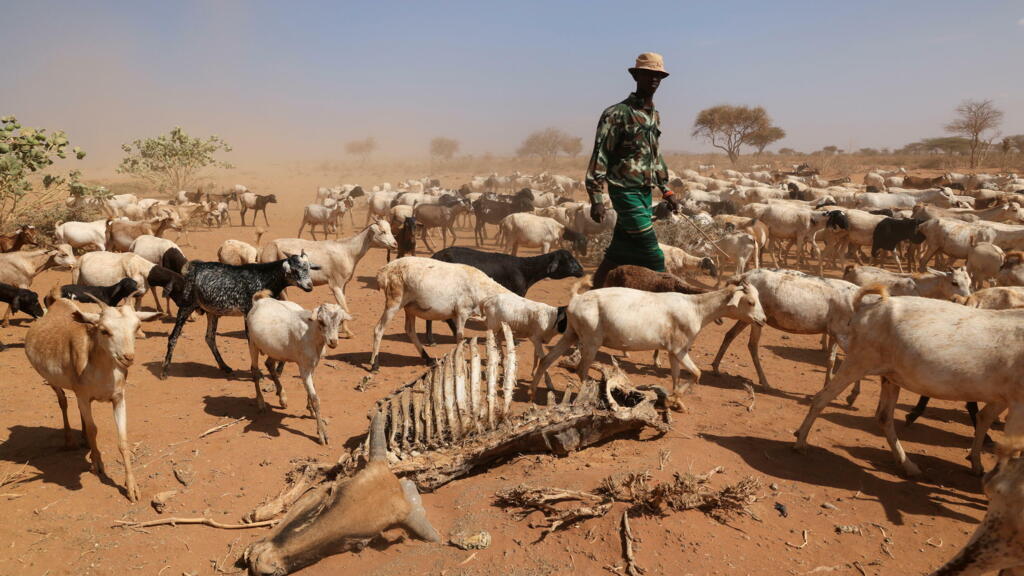 Quoiqu'un petit contributeur aux émissions, le Kenya vit le changement climatique de plein fouet, notamment avec des sécheresses de plus en plus dures. Ici, un éleveur promène ses bêtes parmi la carcasse d'une vache morte due à la sécheresse, près de Kargi, le 9 octobre 2021.