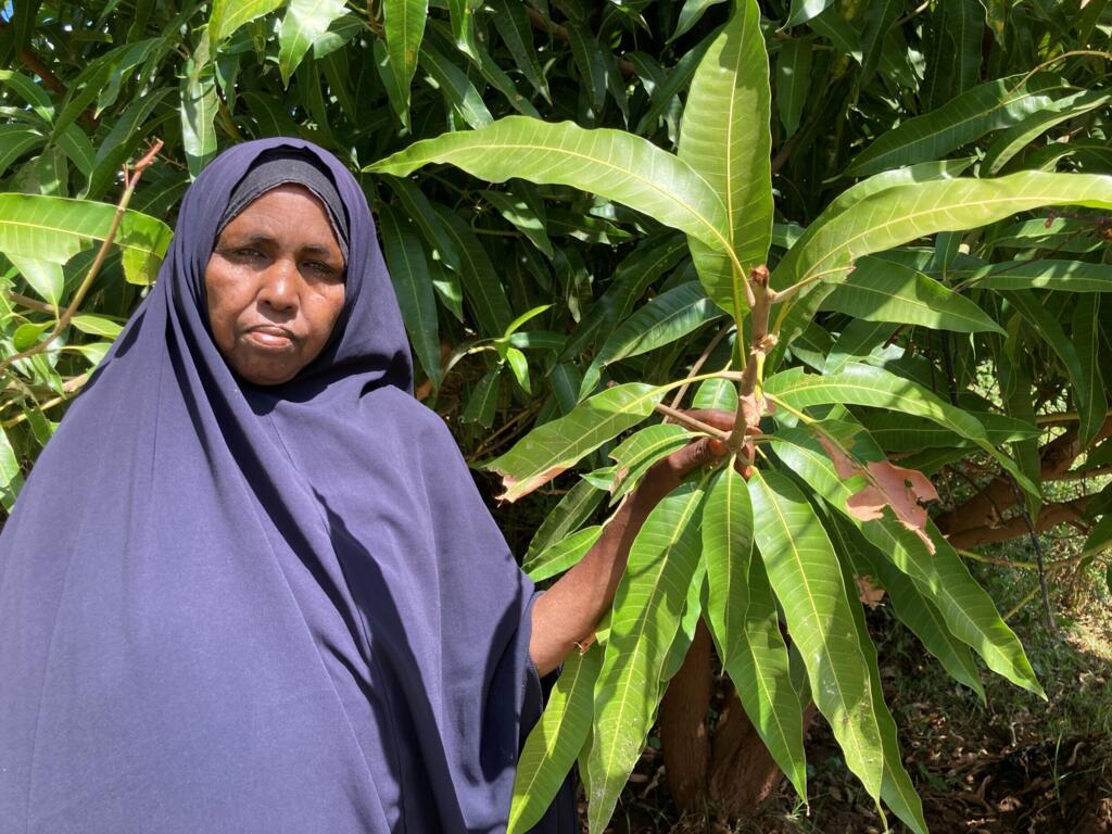 Fatuma Hussein devant ses manguiers endommagés par des girafes.