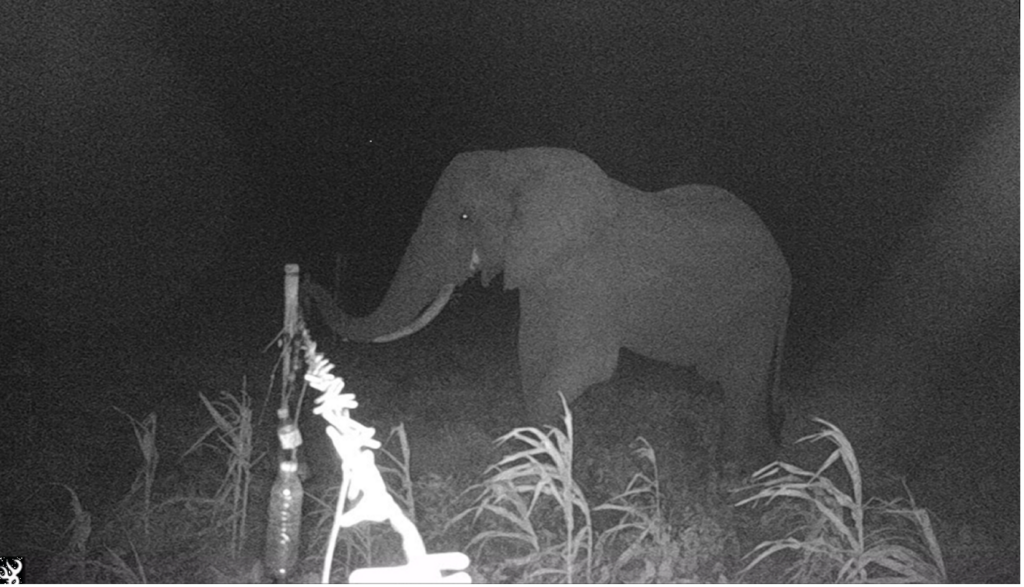 Elephants in Kenya were recorded approaching the fence lines hung with the repellent, and then retreating