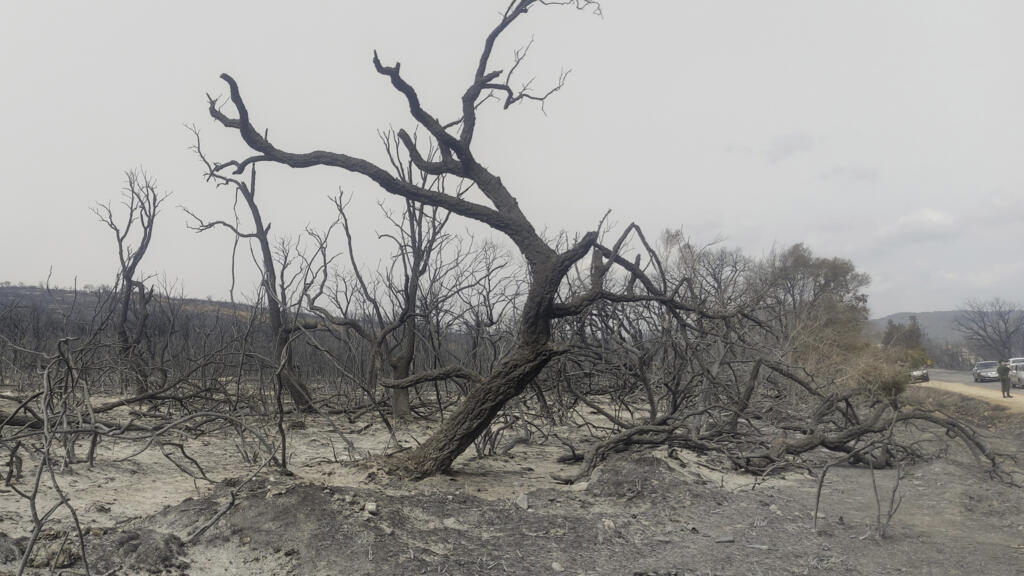 L’Algérie plante un million d'arbres en une journée pour sauver ses forêts
