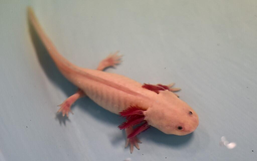 L'axolotl est une salamandre menacée d'extinction.