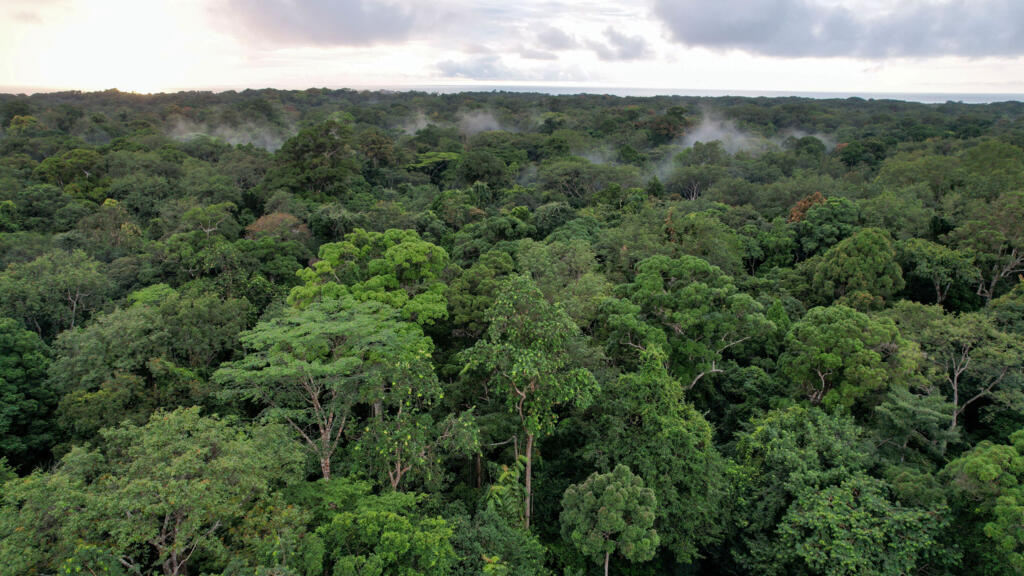 Réchauffement climatique: les forêts africaines, de puits de carbone à sources d'émission de gaz à effet de serre?