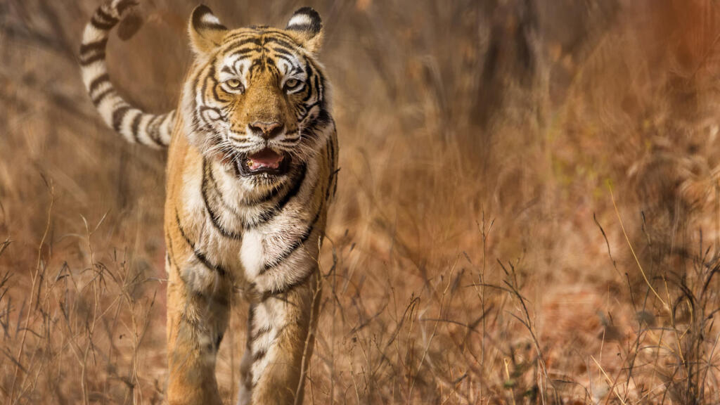 En Thaïlande, le nombre de tigres a triplé en 20 ans. Au Kazakhstan, où le félin avait disparu depuis 70 ans, sa réintroduction est aussi un succès. Et en Inde, où vivent les trois quarts des tigres de la planète, la population a doublé en 12 ans. 