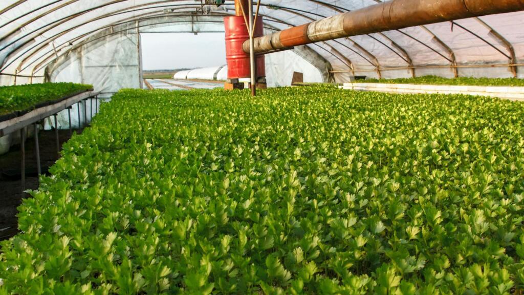 Leuștean cultivat în seră – plantă aromatică locală, promovată în alimentația bazată pe produse vegetale (Ilustrație)