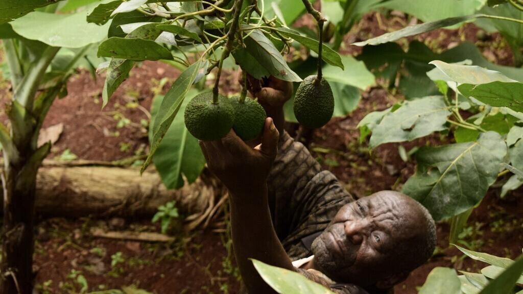 Au Kenya, la culture de l'avocat est concentrée sur les hauts plateaux, entre 1200 et 1800 mètres d'altitude. (Image d'illustration)
