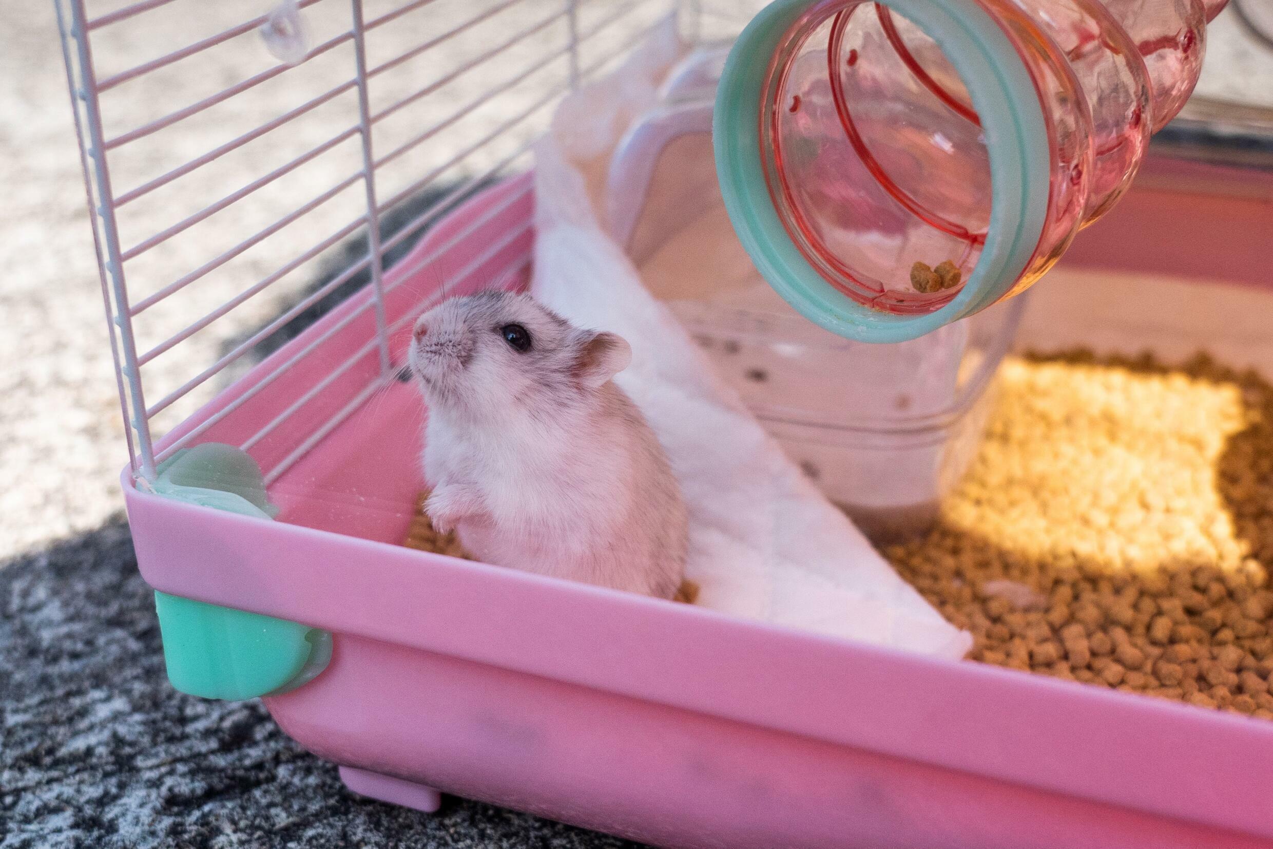 Heartbreak as Hong Kong pet owners give up hamsters for Covid cull
