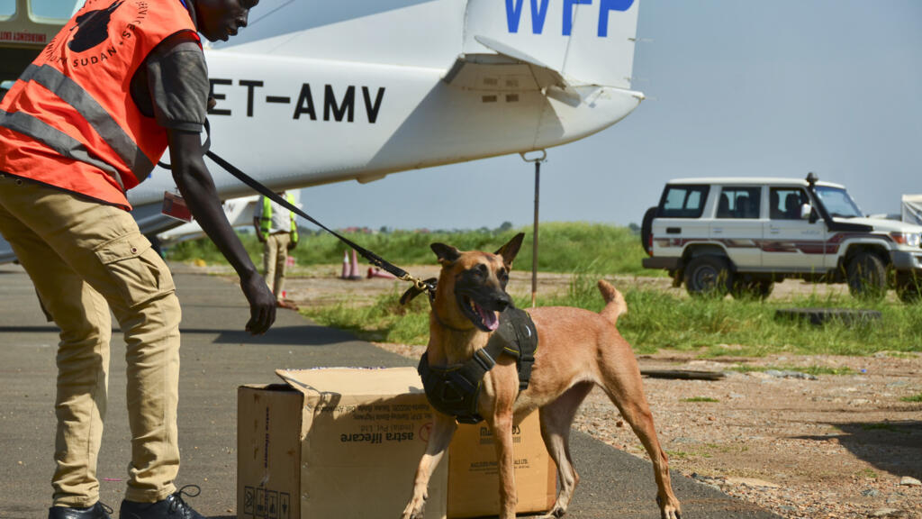Le transport illicite d'animaux sauvages en hausse, des mesures face au trafic de viande de brousse